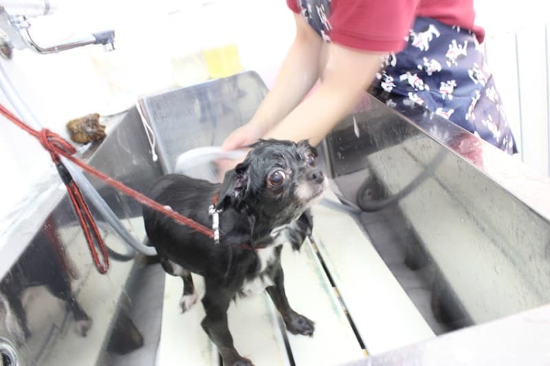 PET SALON & HOTEL Chereの写真