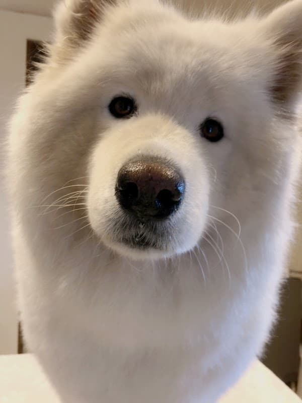 ドッグサロン ACCAの写真