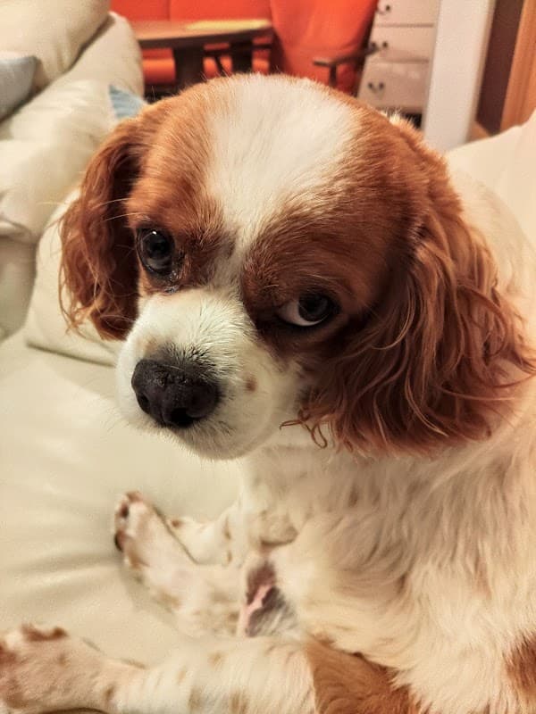 富澤動物病院の写真