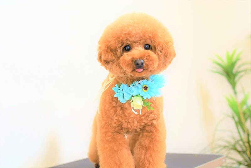 PET HOTEL・SALON chachaの写真