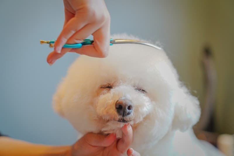 ペットサロンパニパニハウスの写真