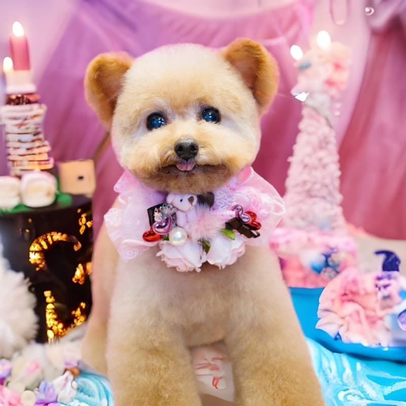 Dog Salon CREAの写真1