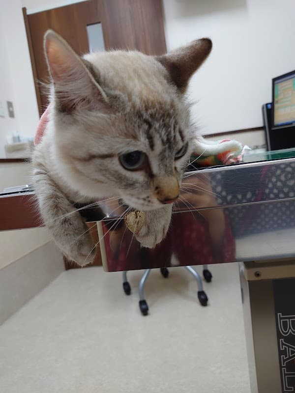 アリスペットクリニックグループ 高知動物医療センターの写真