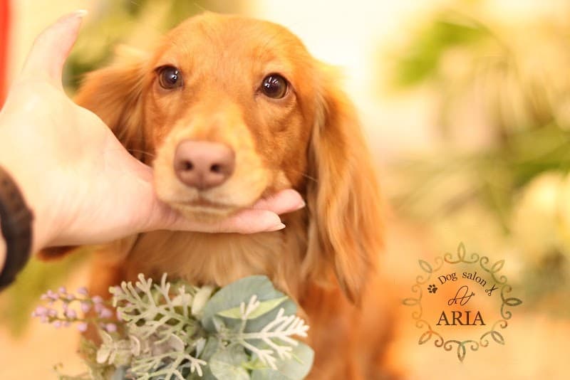 Dog Salon ARIAの写真
