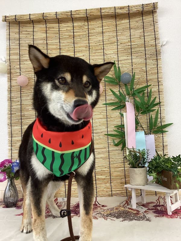 ペットサロン わんくぅの写真3