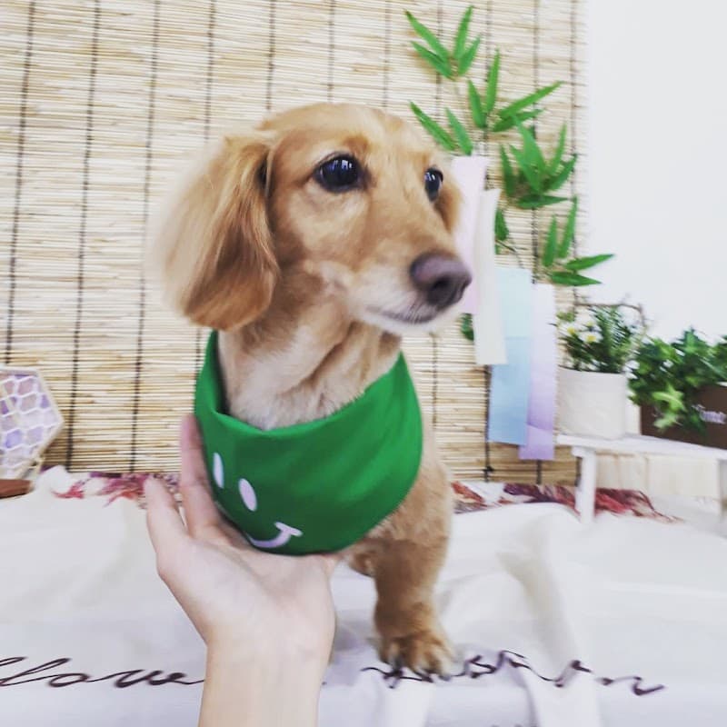 ペットサロン わんくぅの写真5