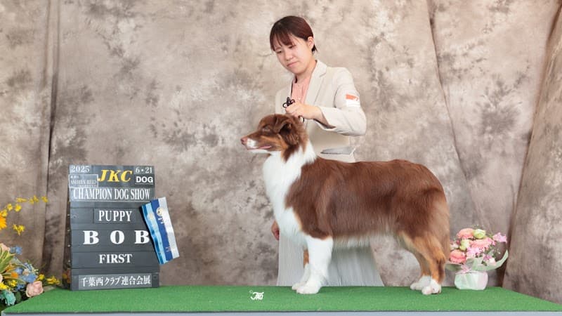 自宅トリミングサロンアトリエくまちの写真