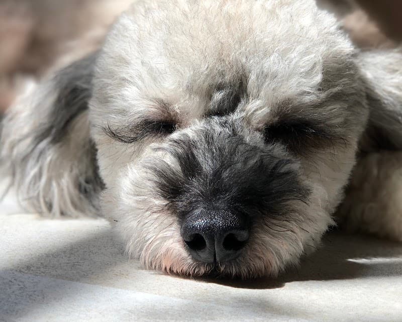 犬と、人と、の写真