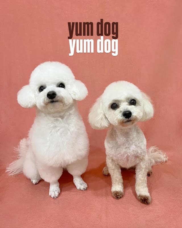 ドッグサロン YUMDOG (ユムドッグ)の写真