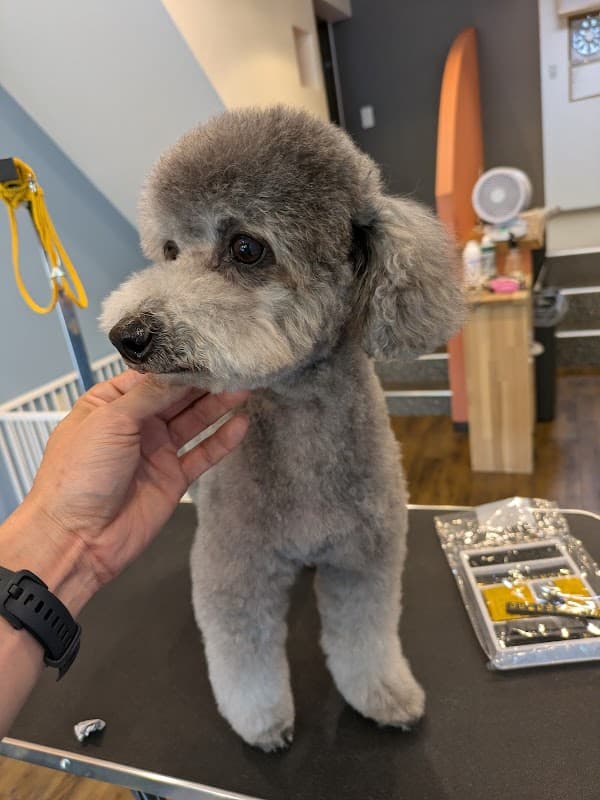 DOG SALON RANA&HARUの写真