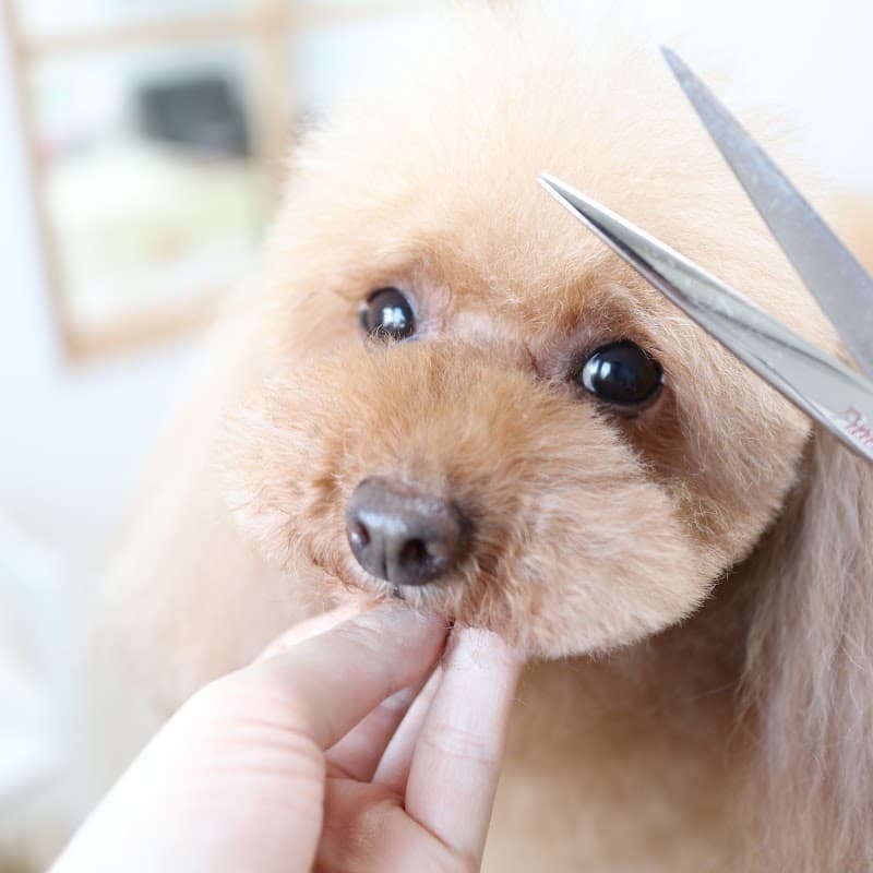 dog salon fuwa fuwa(わんこの床屋 ふわふわ)の写真