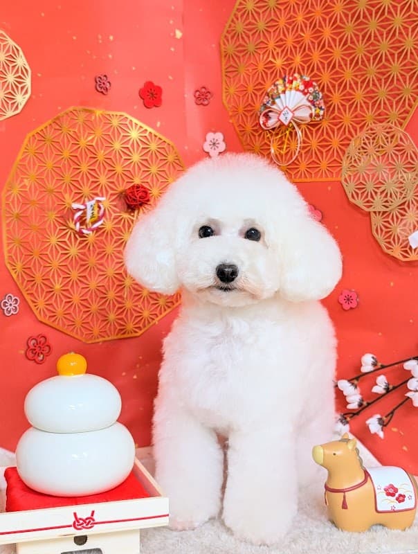 Dogsalon Andanteの写真2