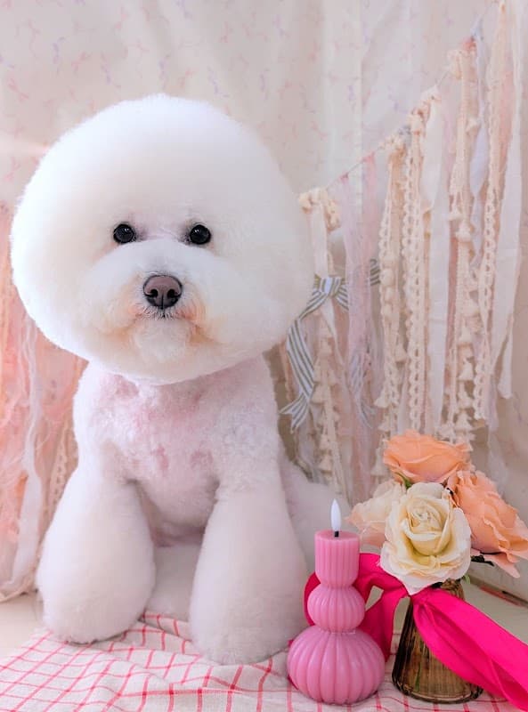 Dogsalon Andanteの写真3