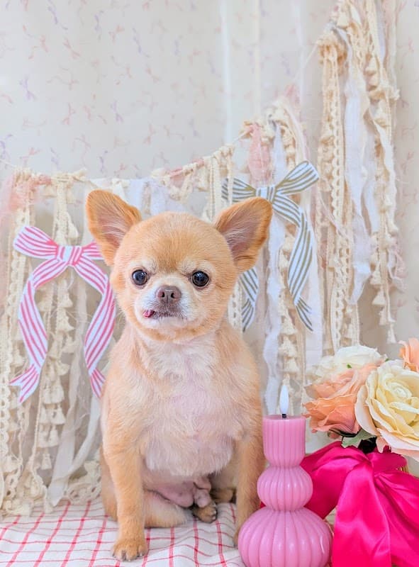 Dogsalon Andanteの写真4