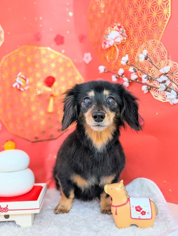 Dogsalon Andanteの写真5