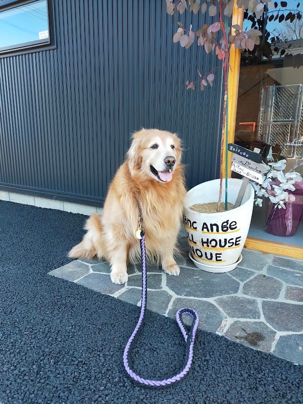 Groom Dogの写真