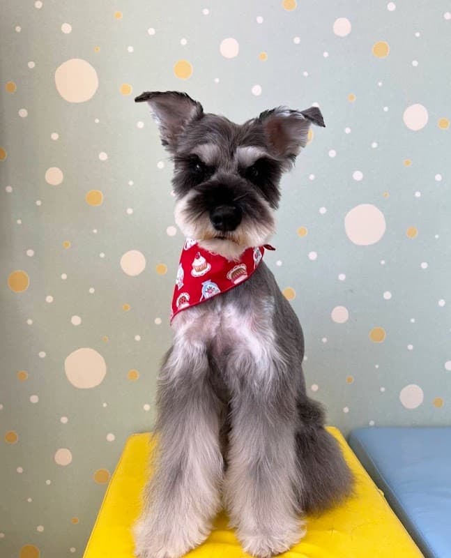 Dog place Kiki 西陣 ドッグプレイスキキの写真