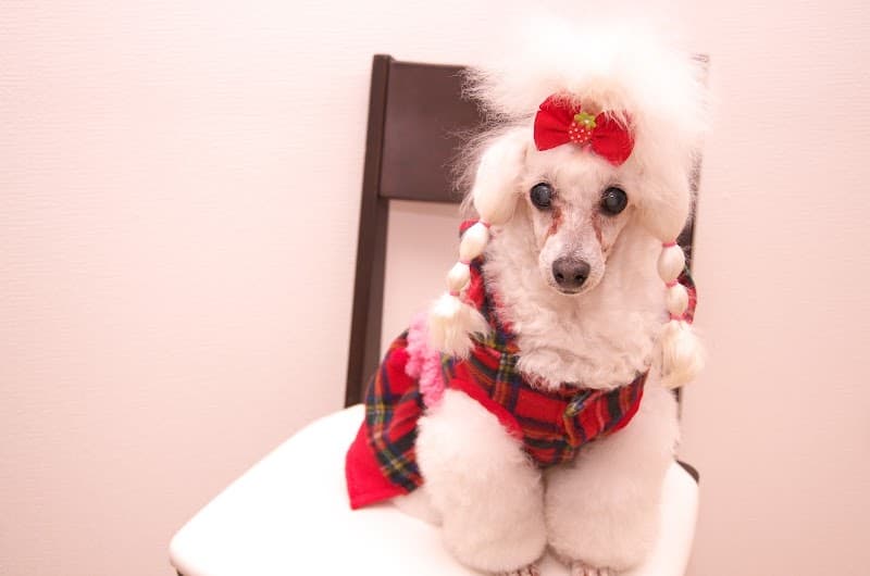 Dogsalon Pear(ドッグサロンペアー)の写真