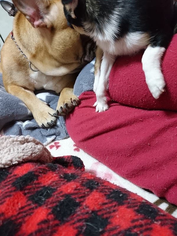 ペットスタジオメイプルの写真