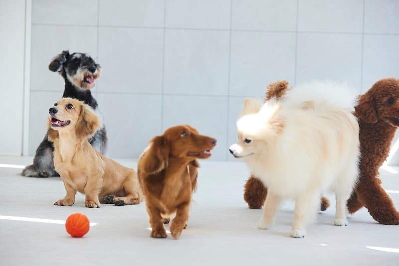 DOG HARBOR(ドッグサロン&ドッグホテル)の写真1