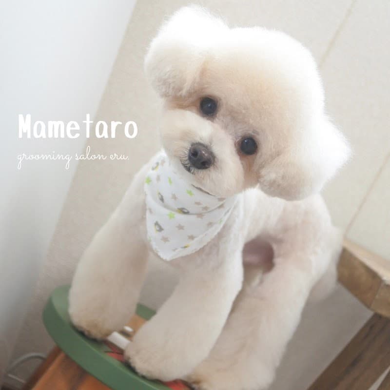 groomingsaloneru.【グルーミングサロンエル】の写真