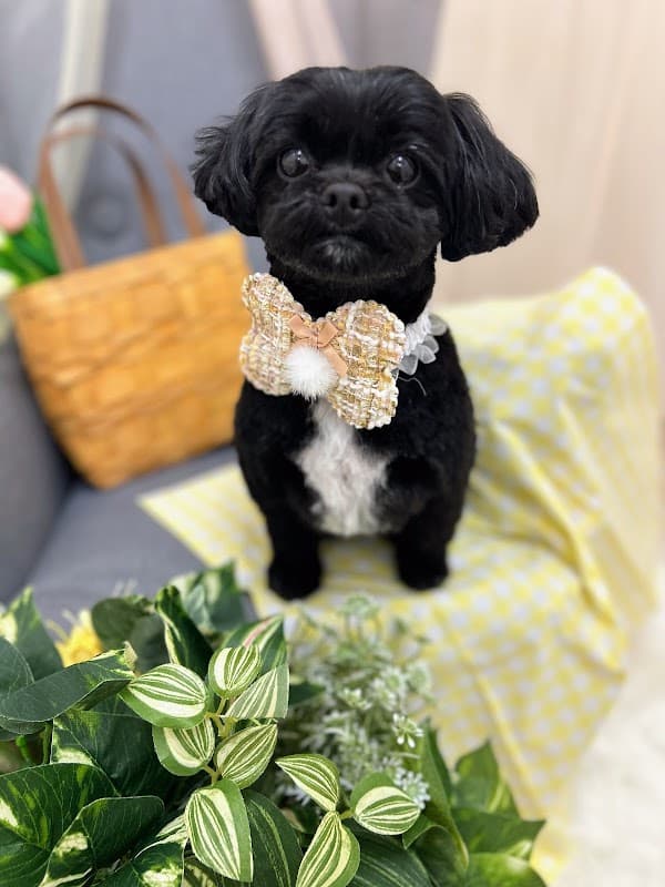 ドックサロン&ホテル with Dog Linの写真