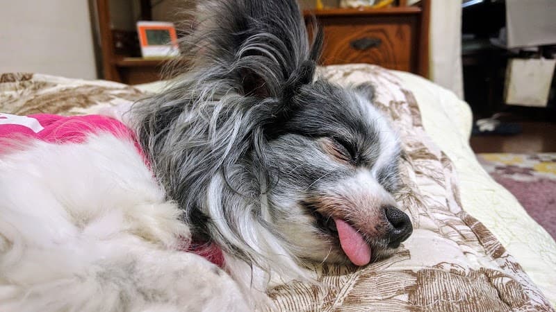 たかた動物病院の写真