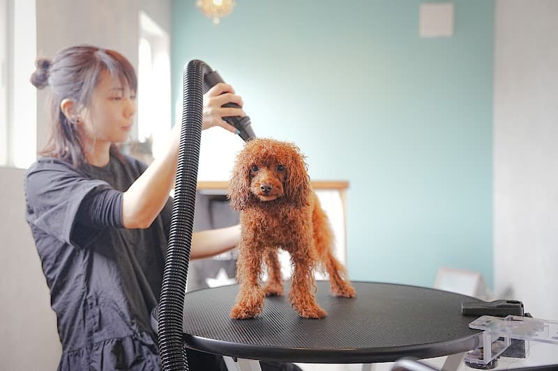 dogsalon´olu´olu(オルオル)の写真