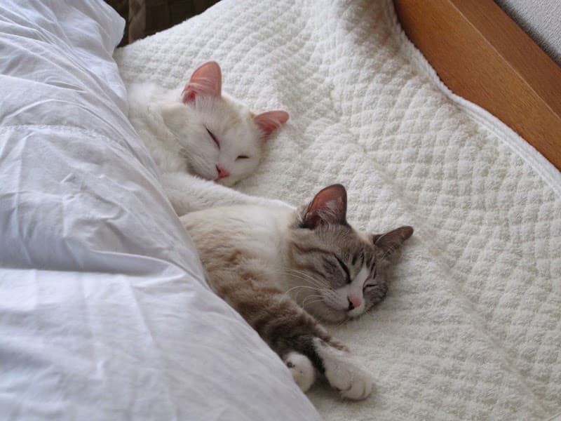 にゃんこのホテル タマの家の写真