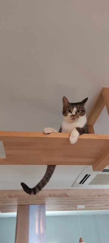 ペットホテル しまね ねこといぬのおうちの写真