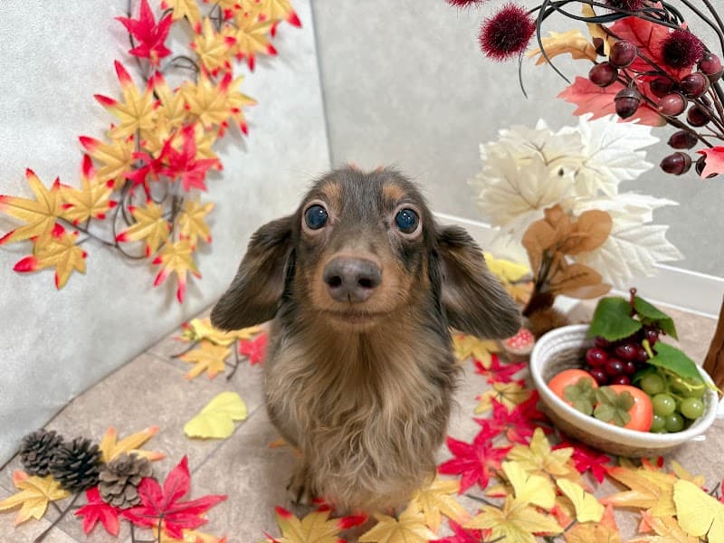 Dog salon Pilina(ドッグサロン ピリナ)の写真