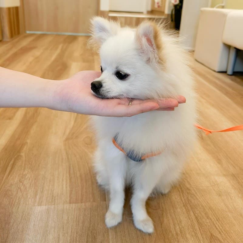 明石むかい動物病院の写真