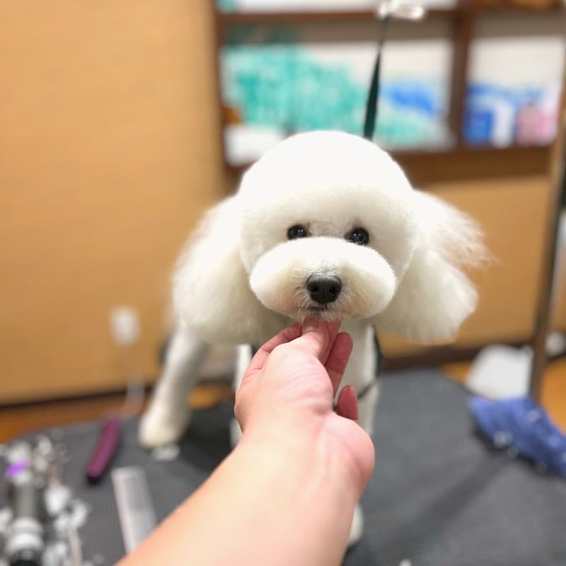 トリミングサロン カットだワン!の写真