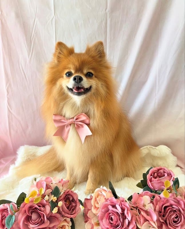 ドッグサロンロゼRoSE(犬のお風呂屋さん)の写真