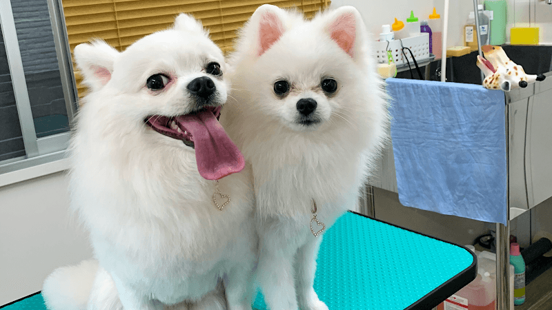 犬の美容室 もふもふの写真