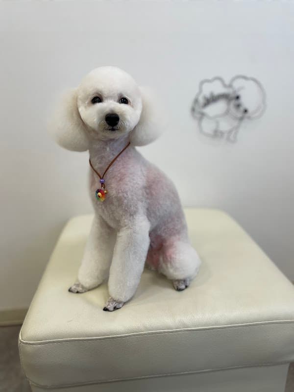 Dog salon Le'aの写真