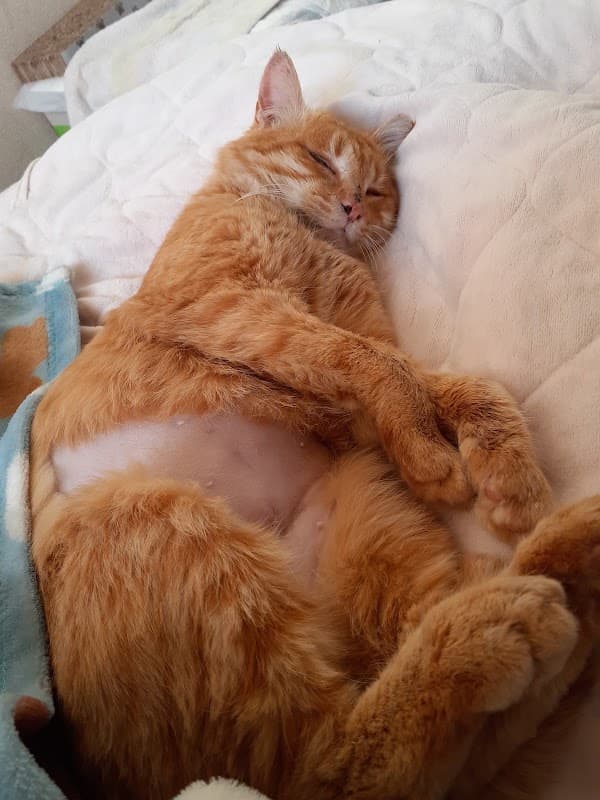 さくら動物病院の写真