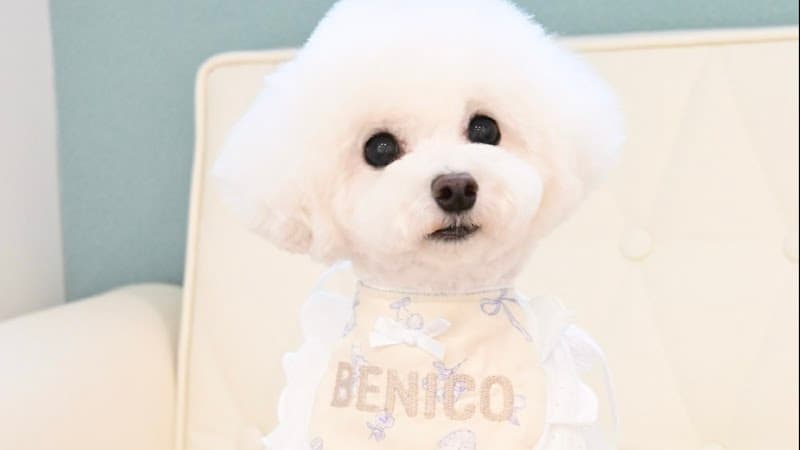 Trimming Salon BENICOの写真