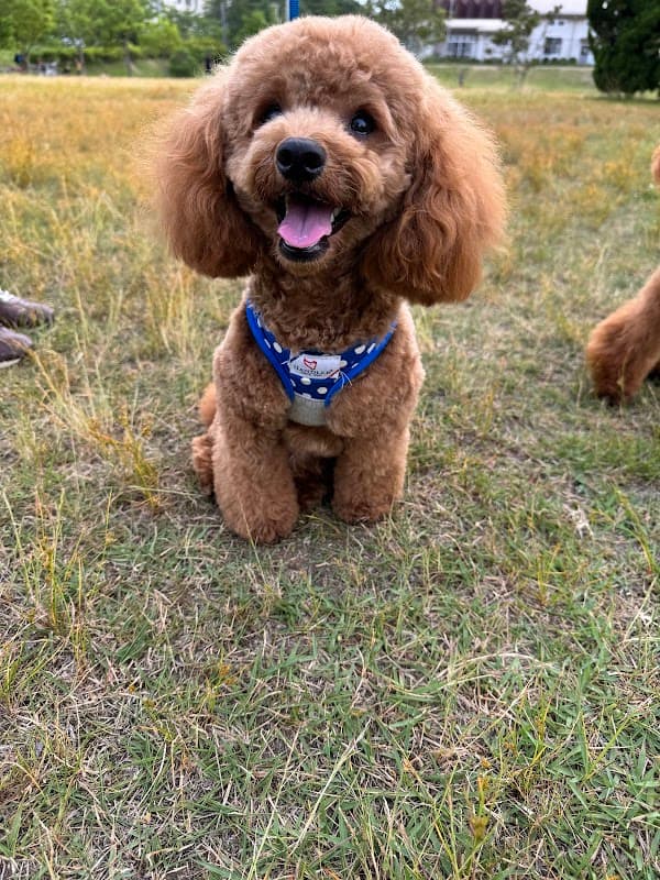グルーミングサロンDearDogsの写真