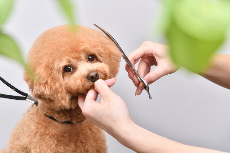 PET-SPA 江東北砂店の写真