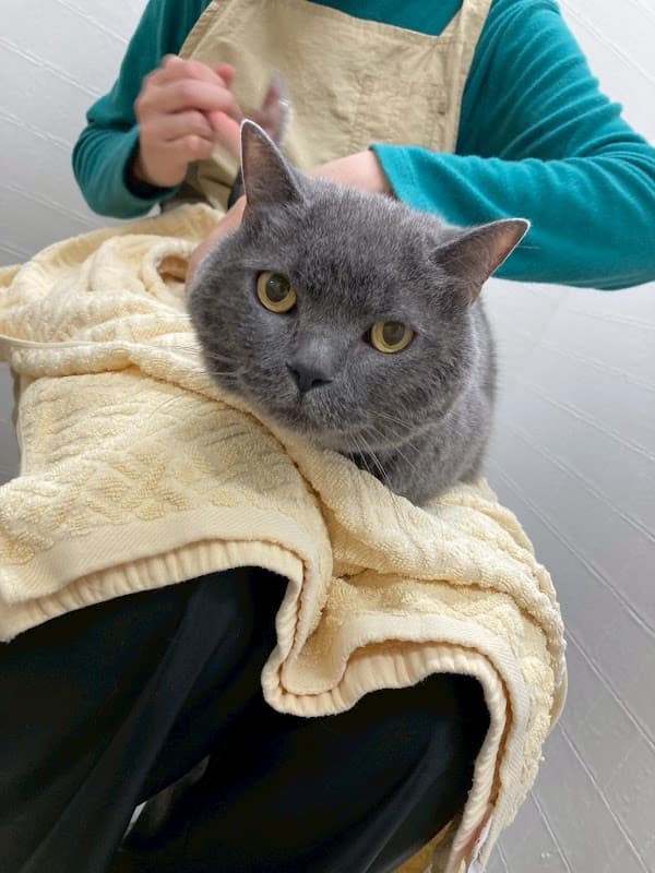 ねこべや東京店(世田谷区)【猫専門個室ペットホテル&猫専門トリミングサロン】の写真1