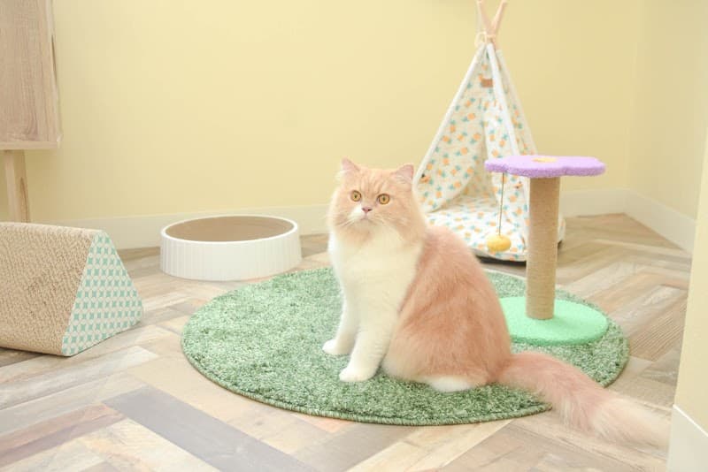 ねこべや東京店(世田谷区)【猫専門個室ペットホテル&猫専門トリミングサロン】の写真2
