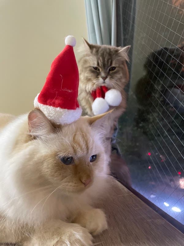 ねこべや東京店(世田谷区)【猫専門個室ペットホテル&猫専門トリミングサロン】の写真3