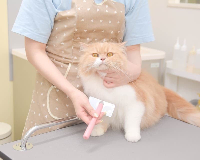 ねこべや東京店(世田谷区)【猫専門個室ペットホテル&猫専門トリミングサロン】の写真4