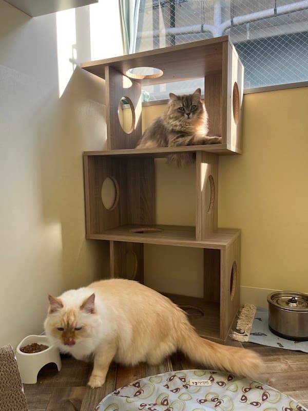 ねこべや東京店(世田谷区)【猫専門個室ペットホテル&猫専門トリミングサロン】の写真6