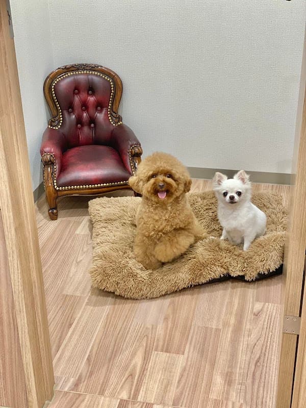 ペットホテル&トリミングサロン麻布十番ダンボ市川店|ペットサロンの写真