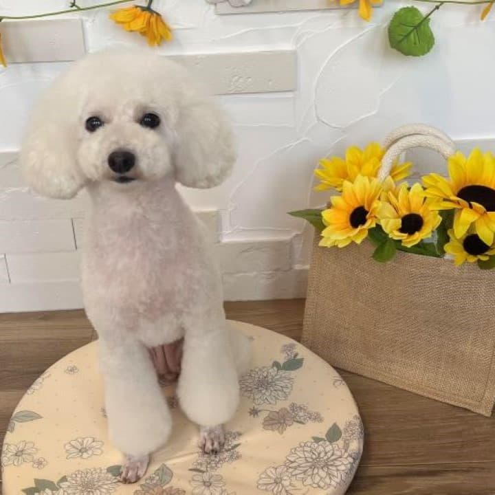 Dog care MARU(ドッグケアまる)の写真2