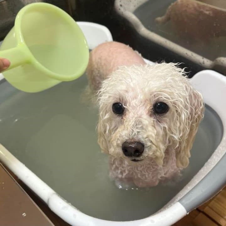 Dog care MARU(ドッグケアまる)の写真3