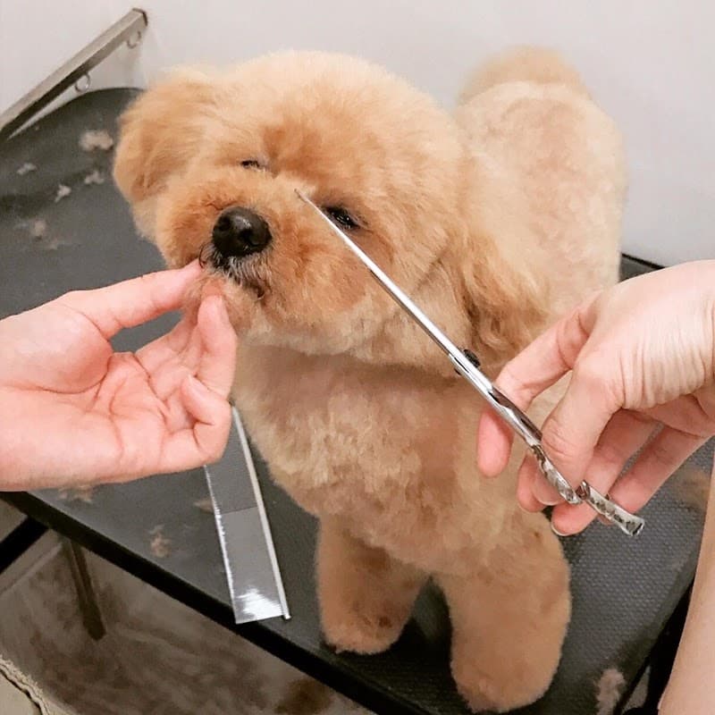 CHIEN-CHIEN(シアン シアン) トリミングペットサロンとペットホテルのお店の写真1