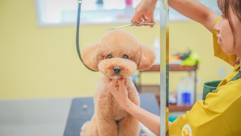Mar Tin Dog (マーティンドッグ)| トリミング・ペットホテル・犬のフィットネス・しつけ・歯磨きレッスンの写真1